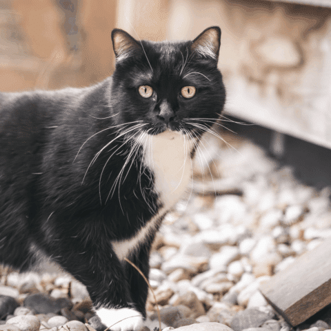 Österreichischer Tierschutzverein-Tiervermittlung: der kleine Schnurrbär Pauli