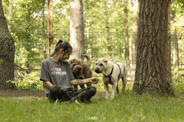 Österreichischer Tierschutzverein - Assisi-Hof Stockerau: Ein artgerechtes Zuhause für Hunde und Katzen.
